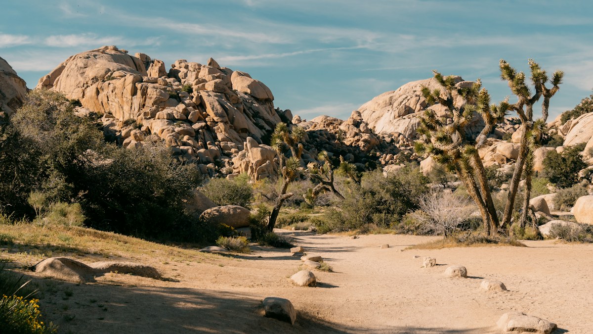 Joshua trees and granite formations in Joshua Tree National Park